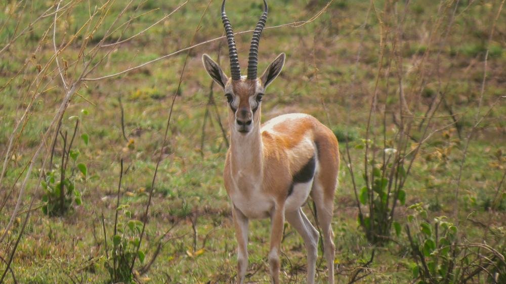 Animals Like Gazelles