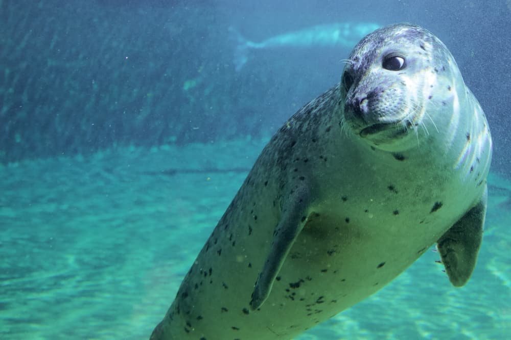 Do Seals Breathe Underwater?