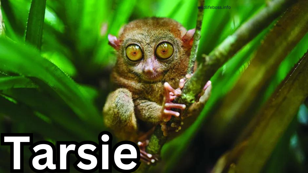 Tarsier