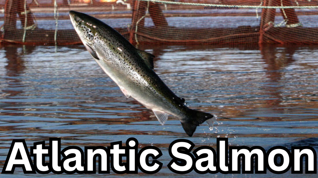 Atlantic Salmon