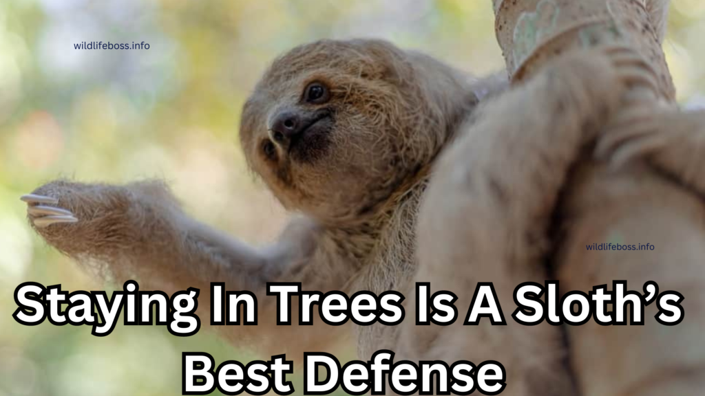 Staying In Trees Is A Sloth’s Best Defense