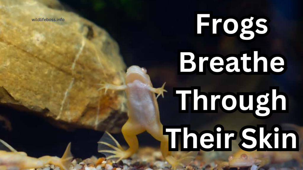 Frogs Breathe Underwater Through Their Skin