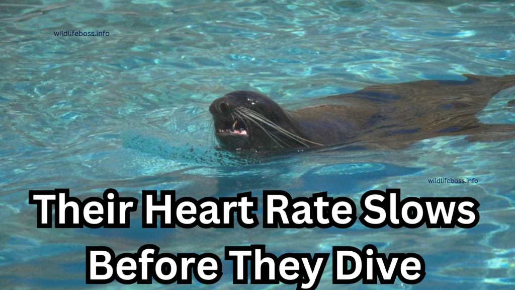 Their Heart Rate Slows Before They Dive: