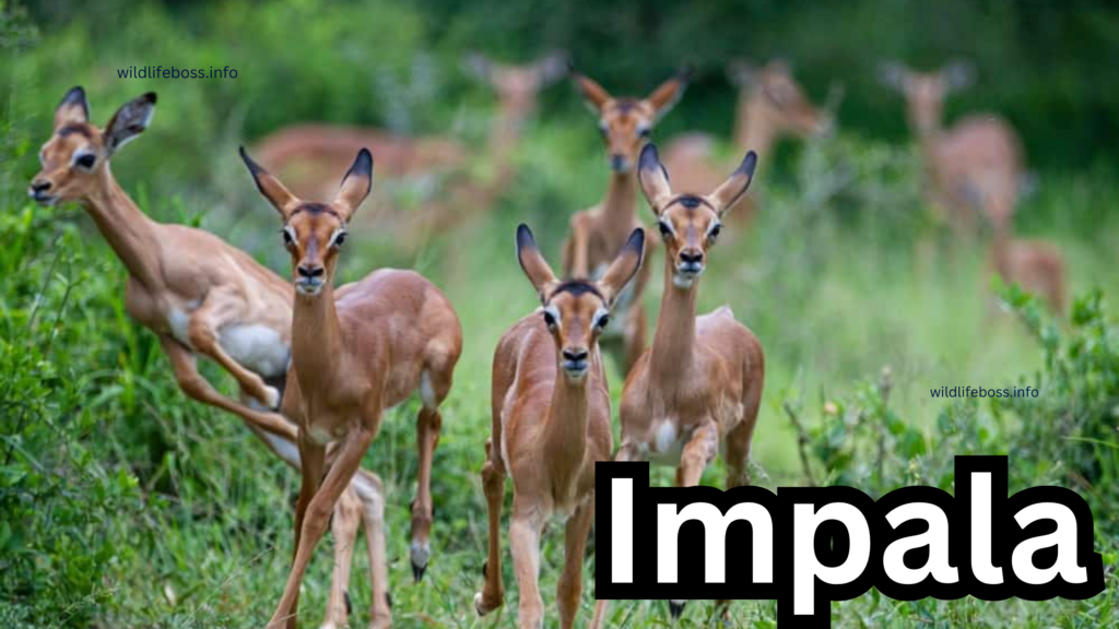 Impala