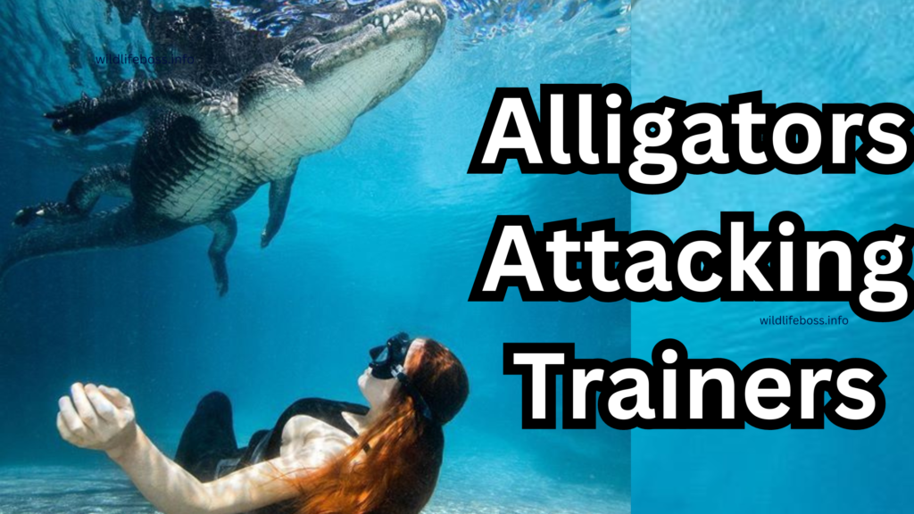 Alligators Attacking Trainers