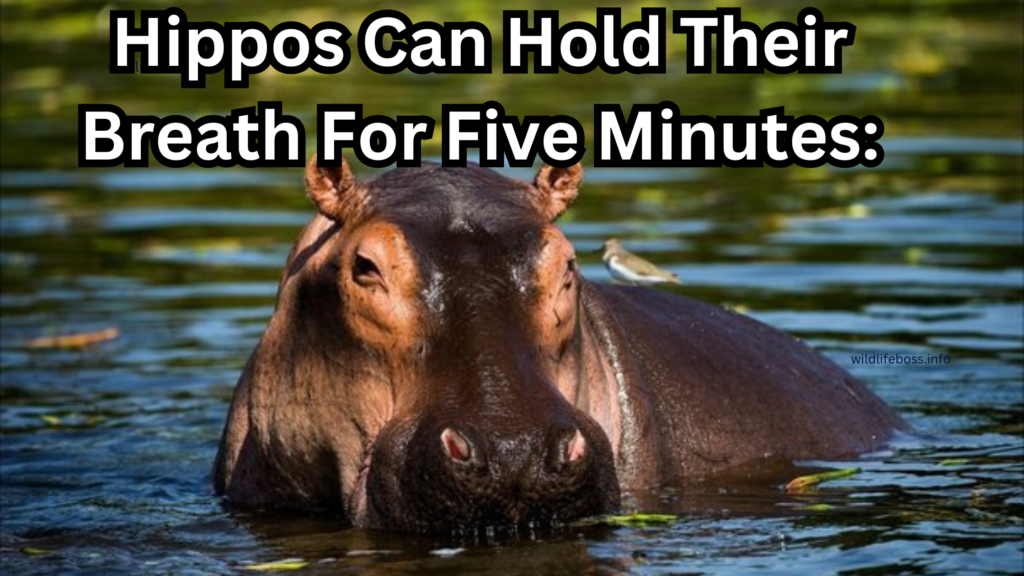 Hippos Can Hold Their Breath For Five Minutes: