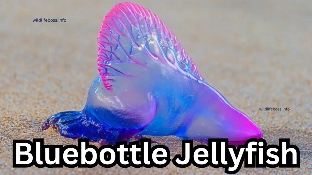 Bluebottle Jellyfish: