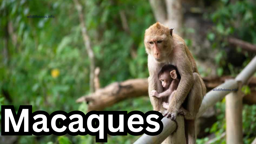 Macaques