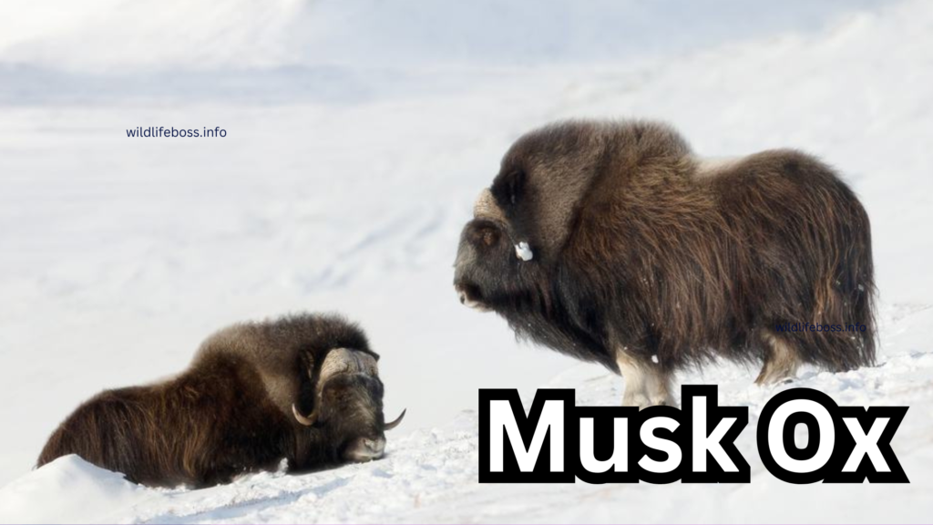 Musk Ox 