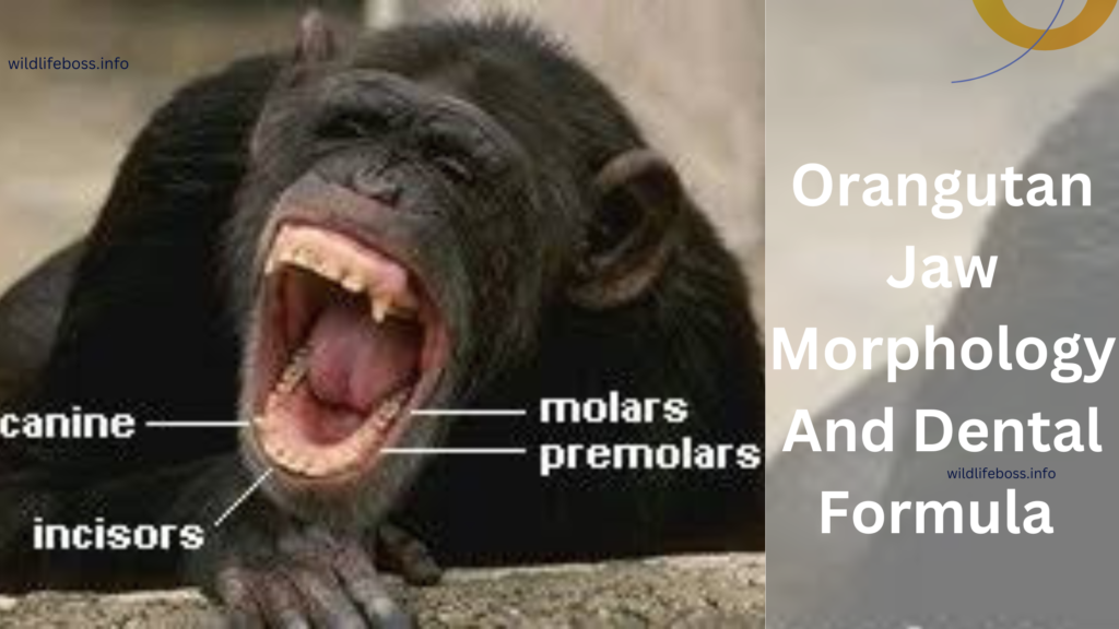 Orangutan Jaw Morphology And Dental Formula 