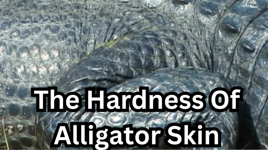 The Hardness Of Alligator Skin: