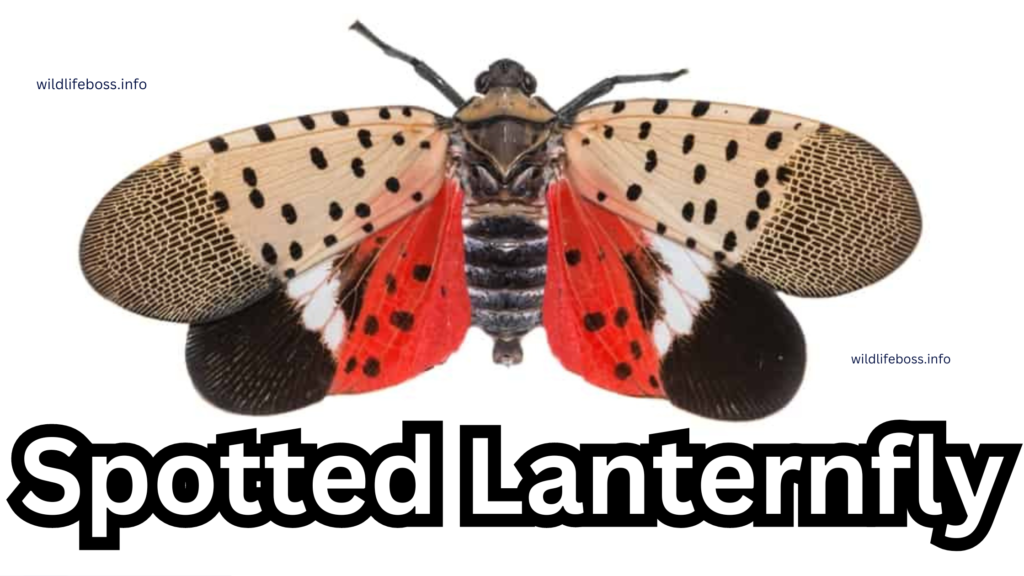 Spotted Lanternfly