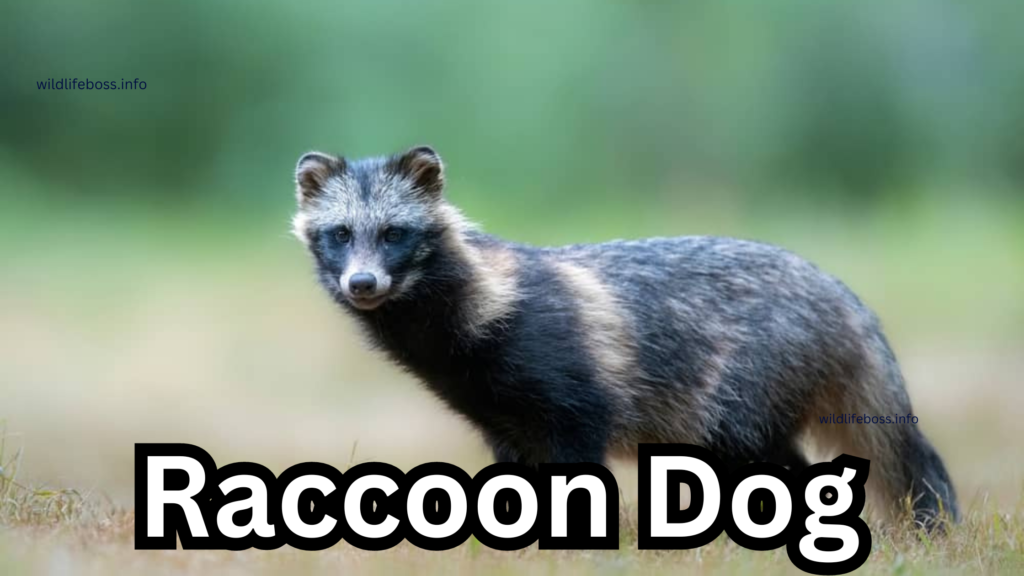 Raccoon Dog 