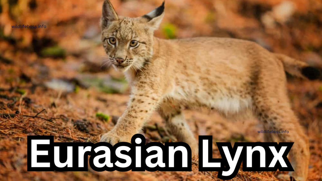 Eurasian Lynx