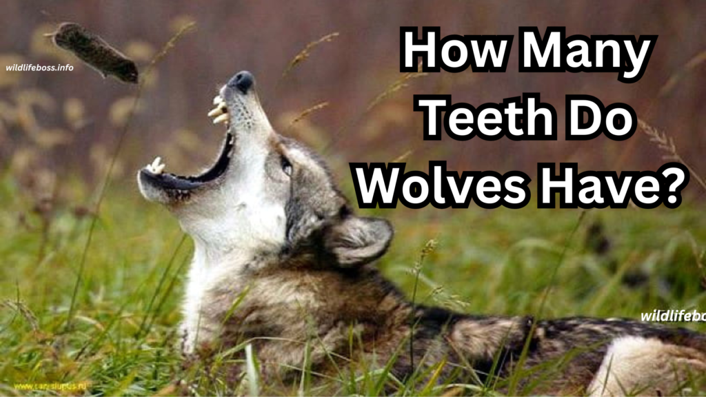 How Many Teeth Do Wolves Have? 