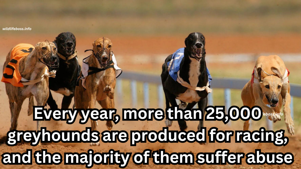 Every year, more than 25,000 greyhounds are produced for racing, and the majority of animal abuse