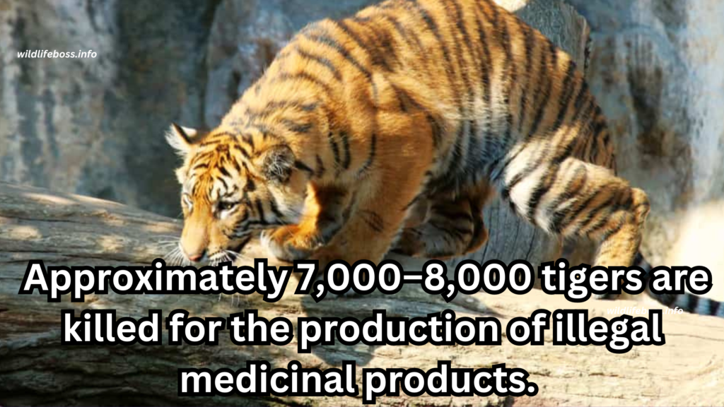 21. Approximately 7,000–8,000 tigers are killed for the production of illegal medicinal products.