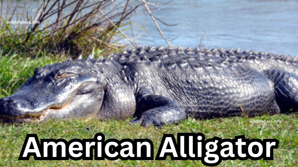 American Alligator