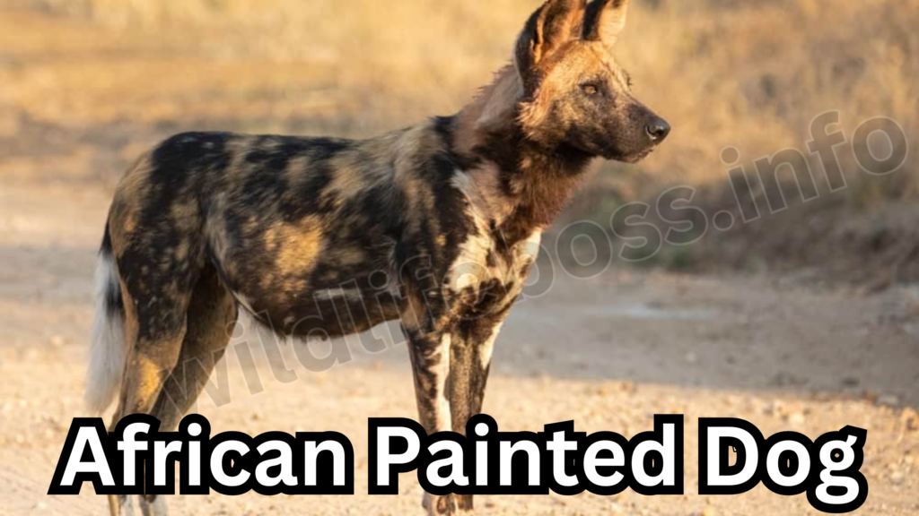 African Painted Dog