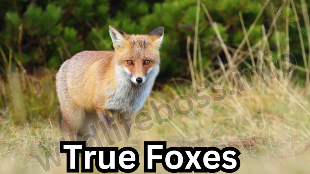 True Foxes are similar to the animals like coyotes