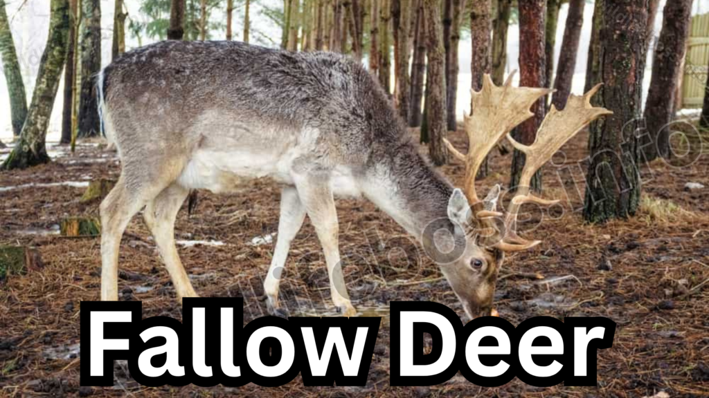 Fallow Deer 