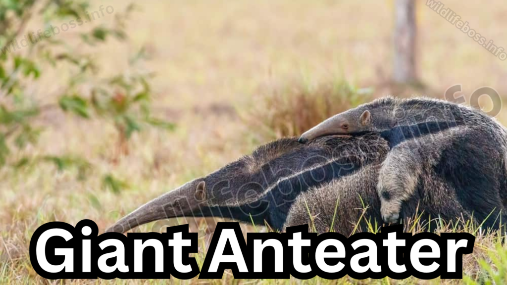 Giant Anteater 