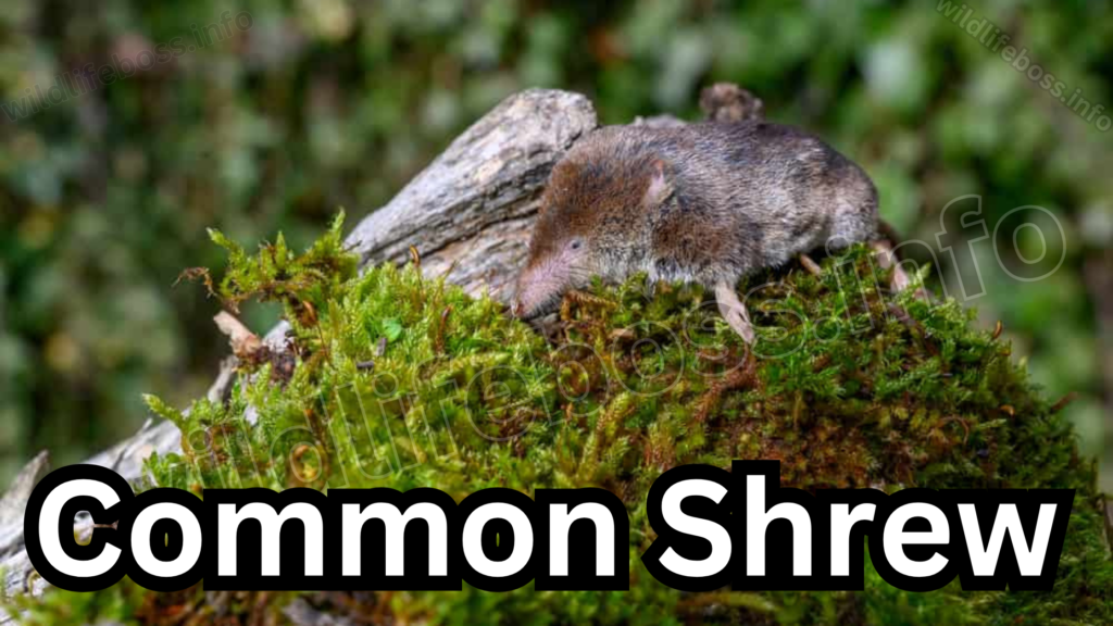 Common Shrew