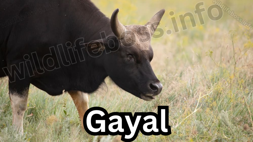 Gayal