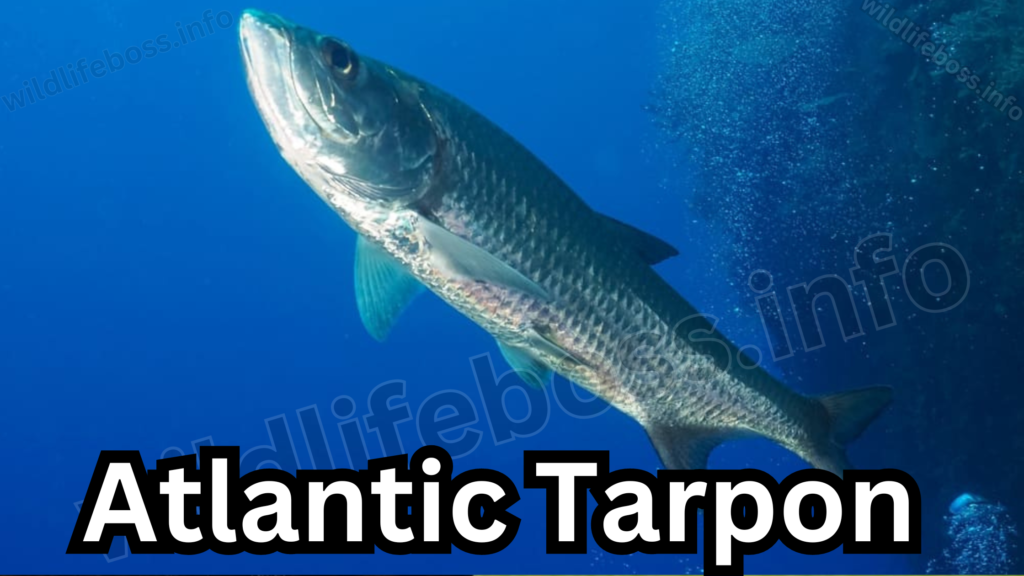 Atlantic Tarpon