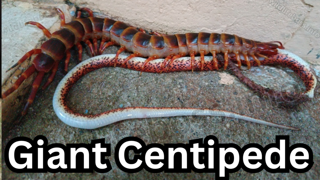 Giant Centipede