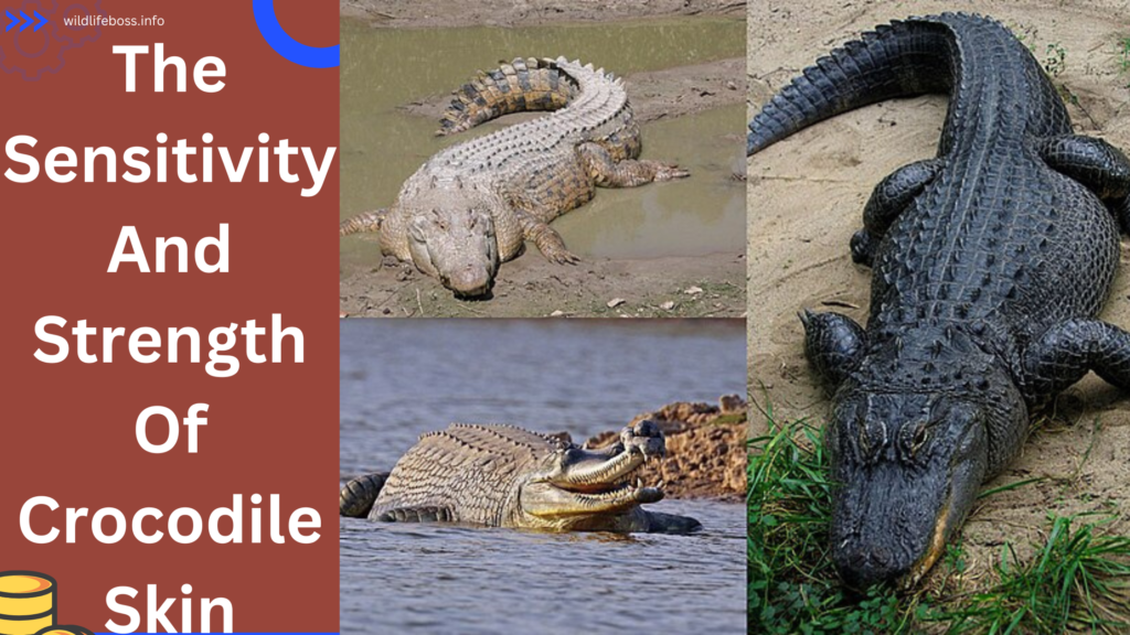 The Sensitivity And Strength Of Crocodile Skin