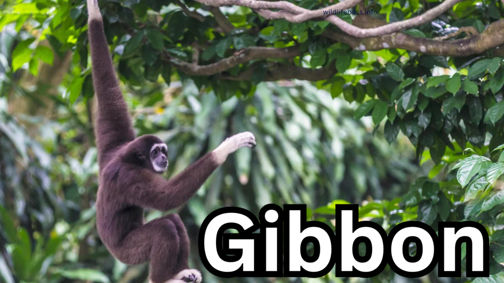 Gibbon are the animals like sloths