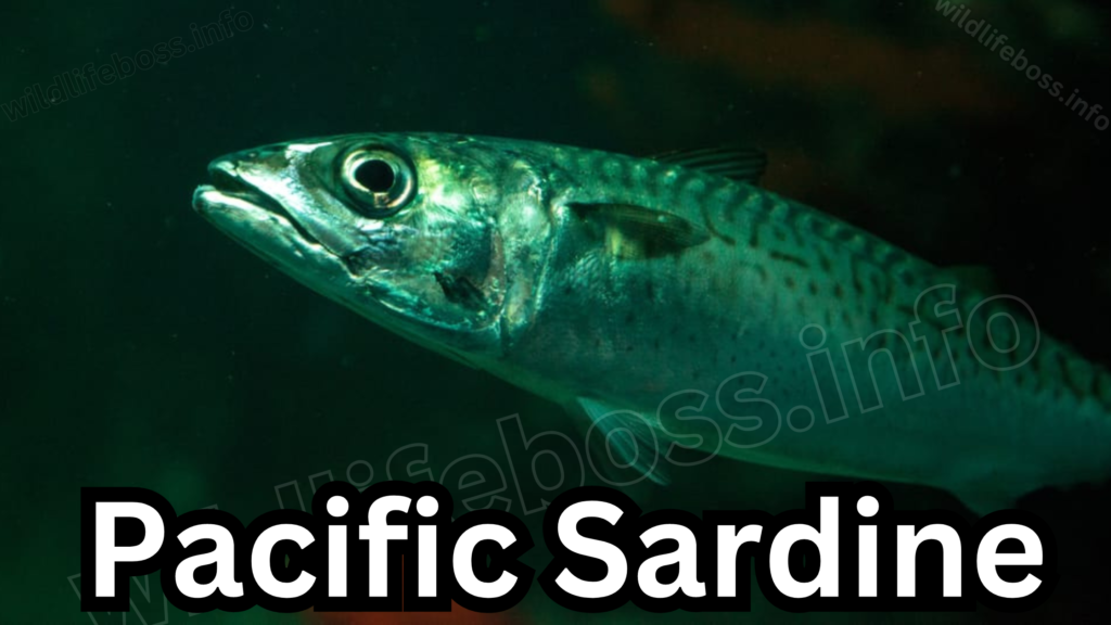 Pacific Sardine