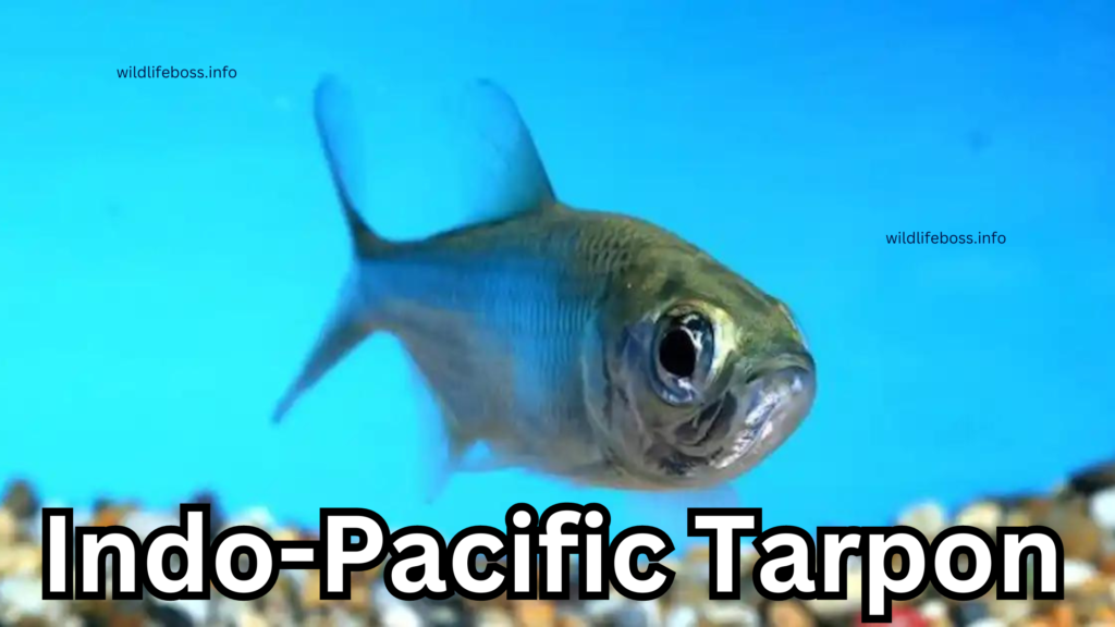 Indo-Pacific Tarpon