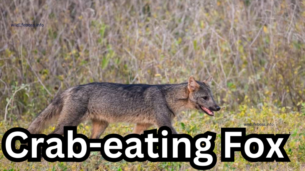 Crab-eating Fox 