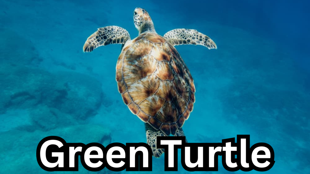 Green Turtle