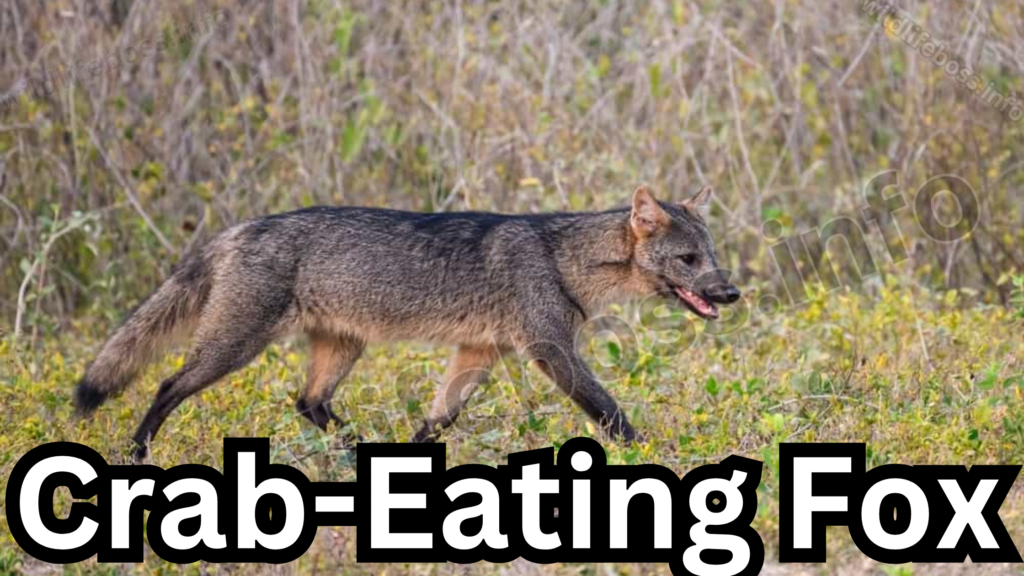 Crab-Eating Fox