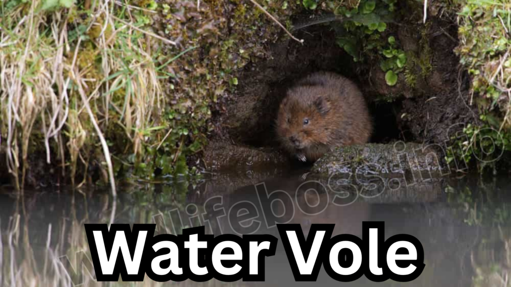 Water Vole