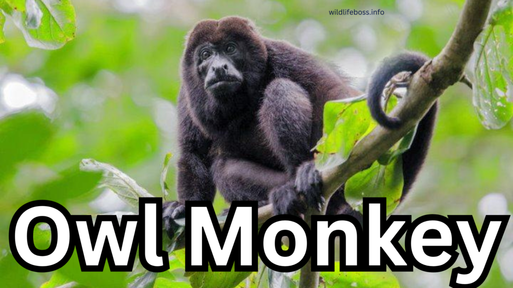 Owl Monkey