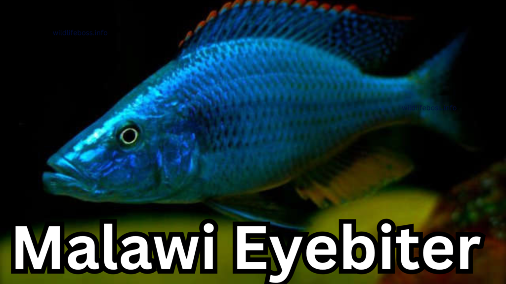 Malawi Eyebiter