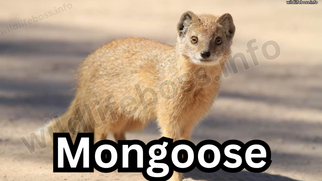 Mongoose