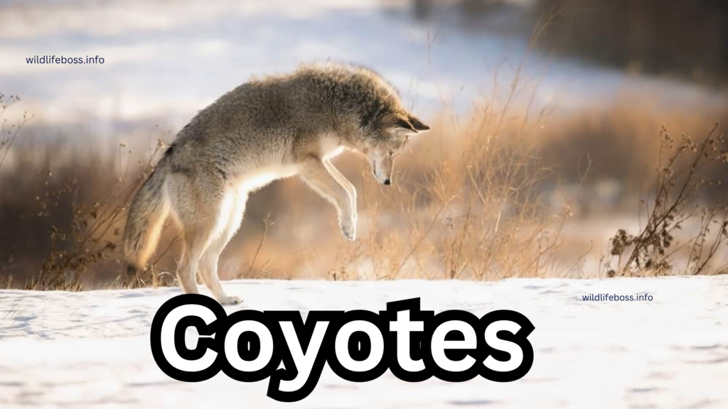 Coyotes 