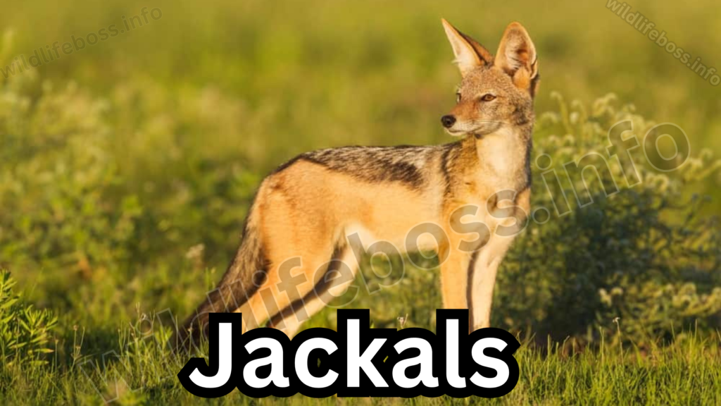 Jackals