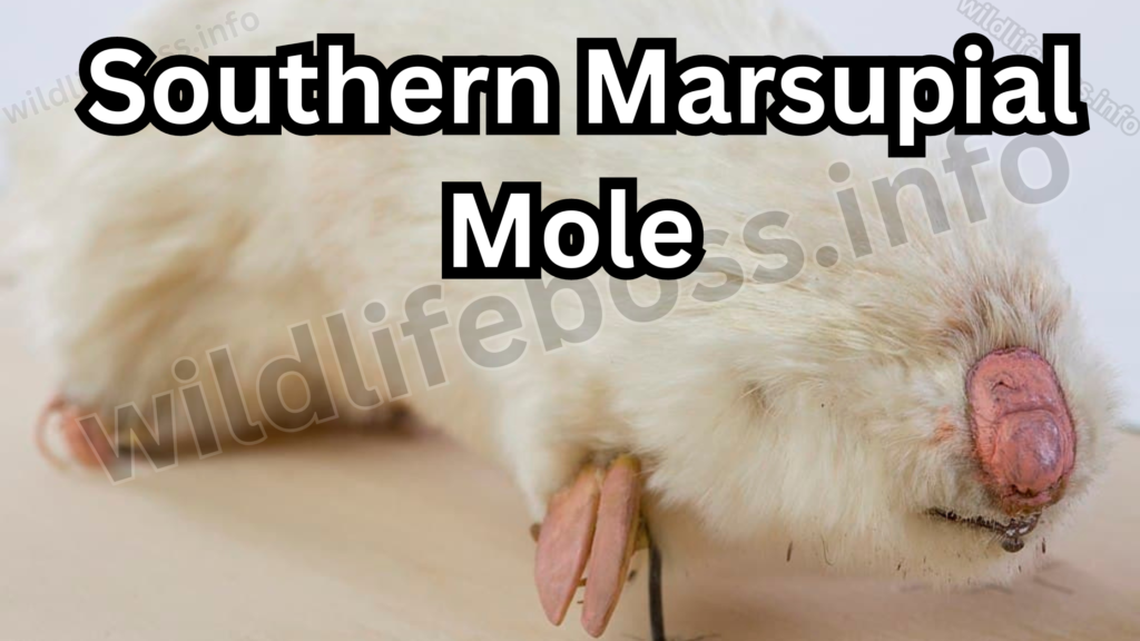 Southern Marsupial Mole