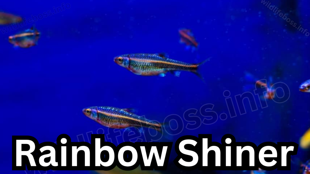 Rainbow Shiner