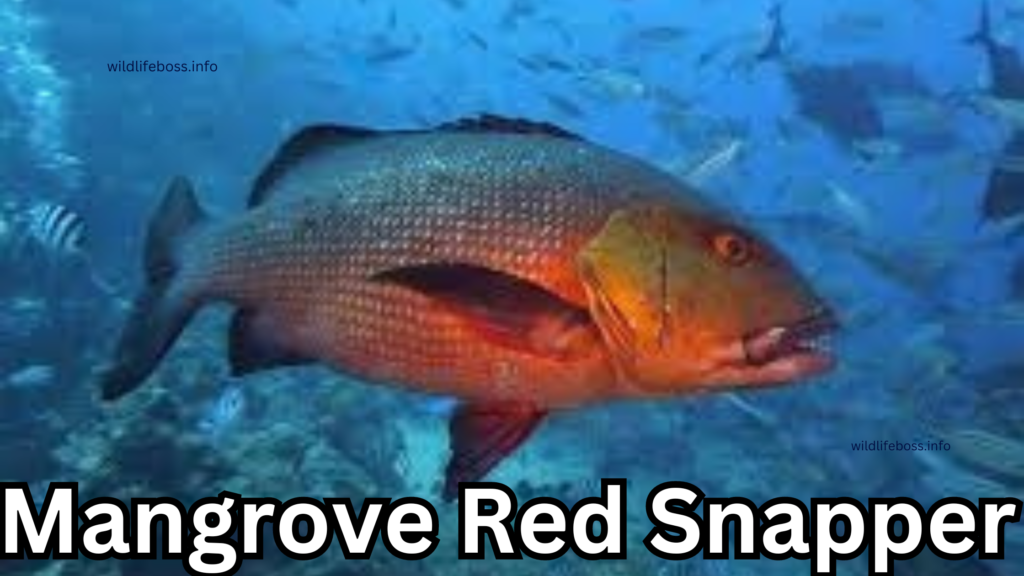 Mangrove Red Snapper