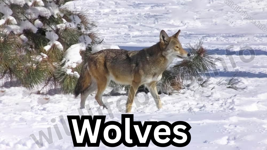 Wolves are similar to the animals like coyotes