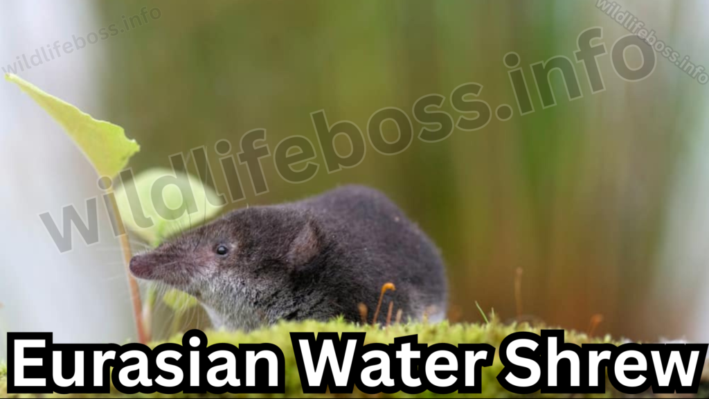 Eurasian Water Shrew