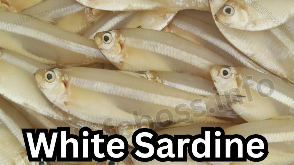 White Sardine is similar with herring