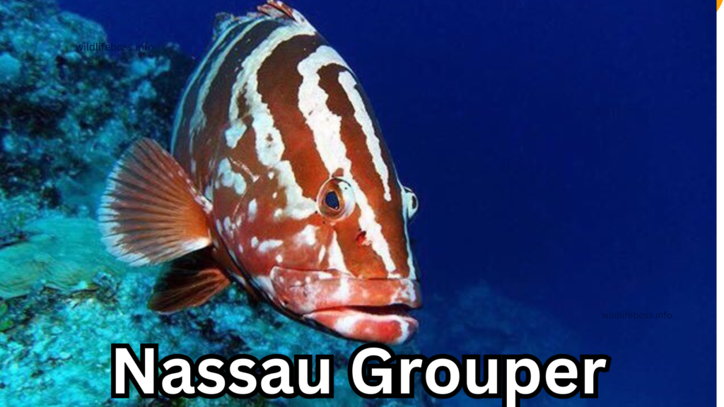 Nassau Grouper